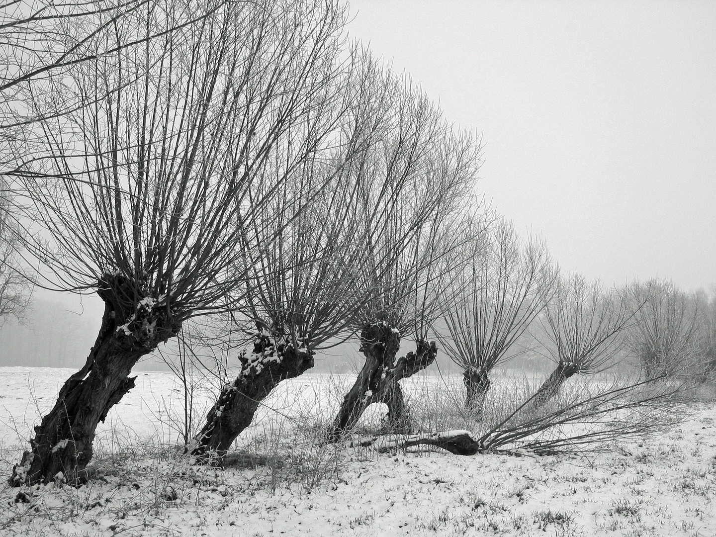 -Mein Freund der Baum-