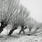 -Mein Freund der Baum-