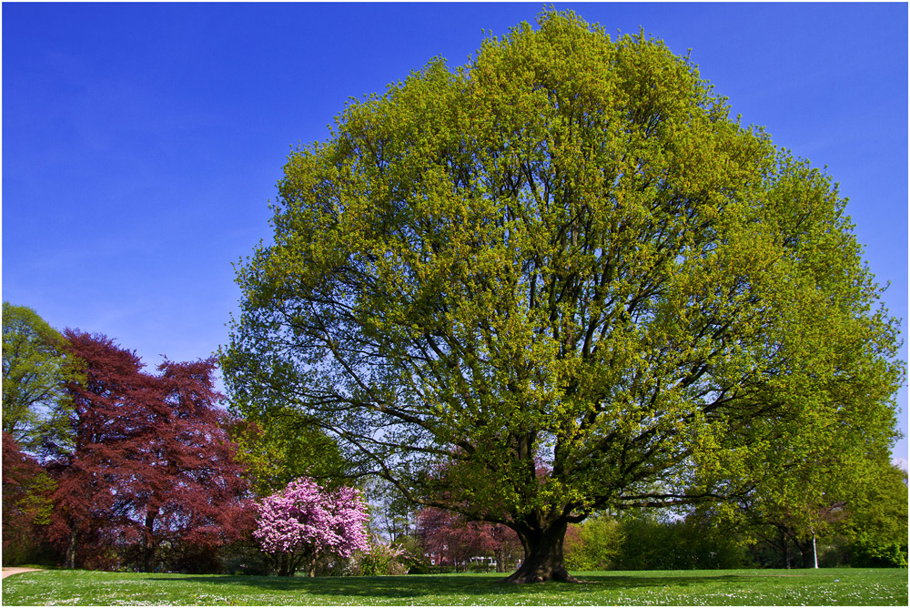 Mein Freund der Baum