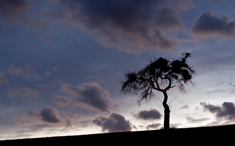 Mein Freund der Baum