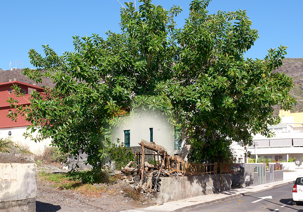 Mein Freund der Baum . . .