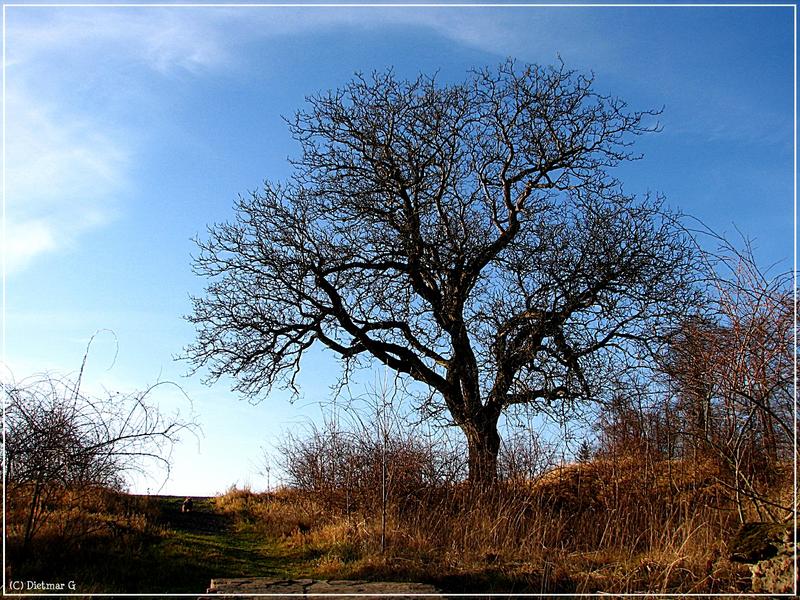 mein Freund der Baum