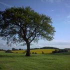 mein Freund der Baum