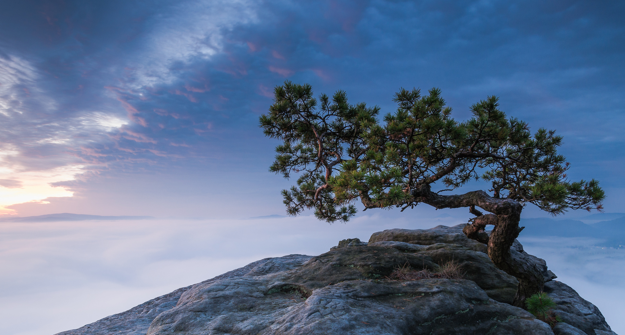 Mein Freund der Baum (Beschnitten)