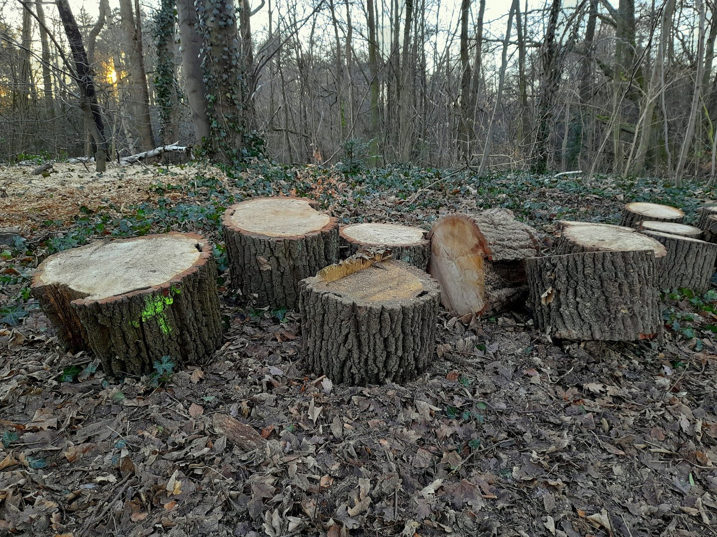 mein Freund der Baum