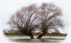 Mein Freund der Baum