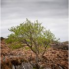 Mein Freund der Baum