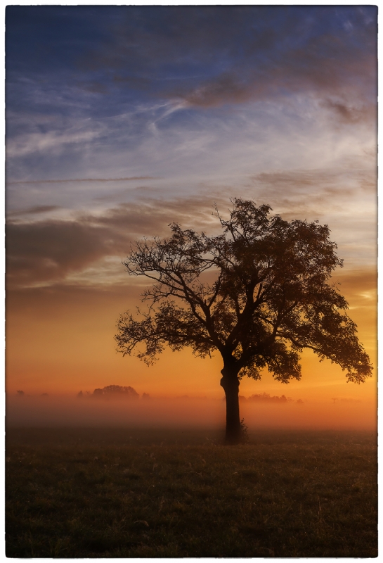 Mein Freund der Baum