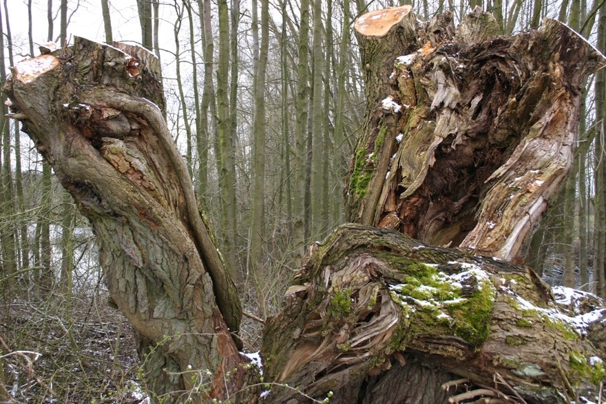 Mein Freund der Baum