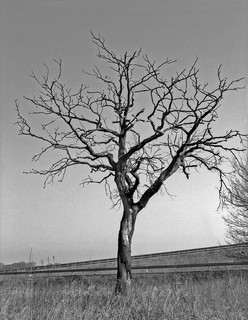 Mein Freund der Baum ...