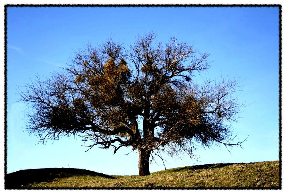 Mein Freund, der Baum .....