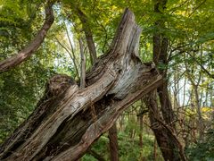 Mein Freund der Baum ...