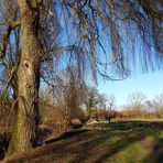 ...mein Freund der Baum