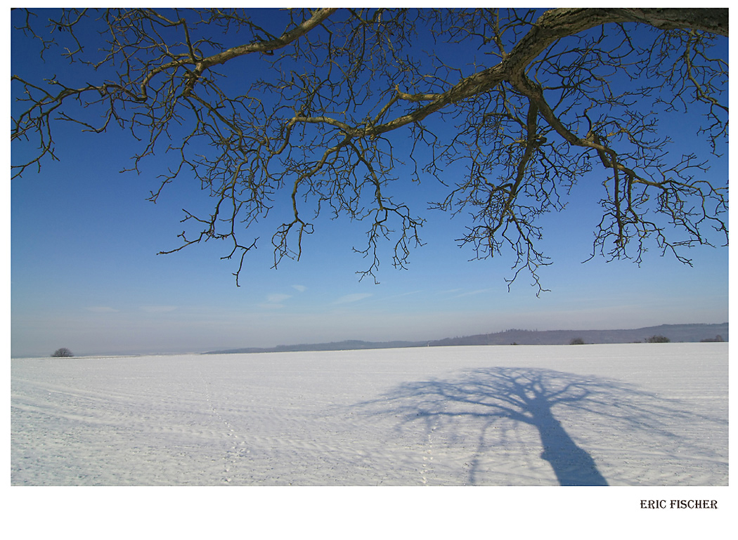 Mein Freund der Baum