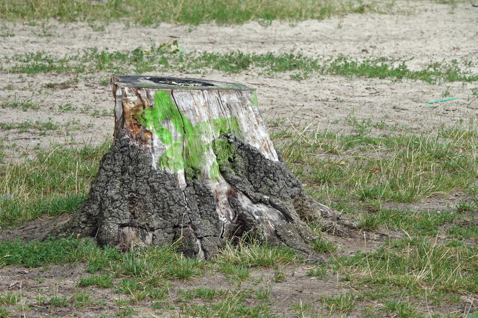 Mein Freund der Baum