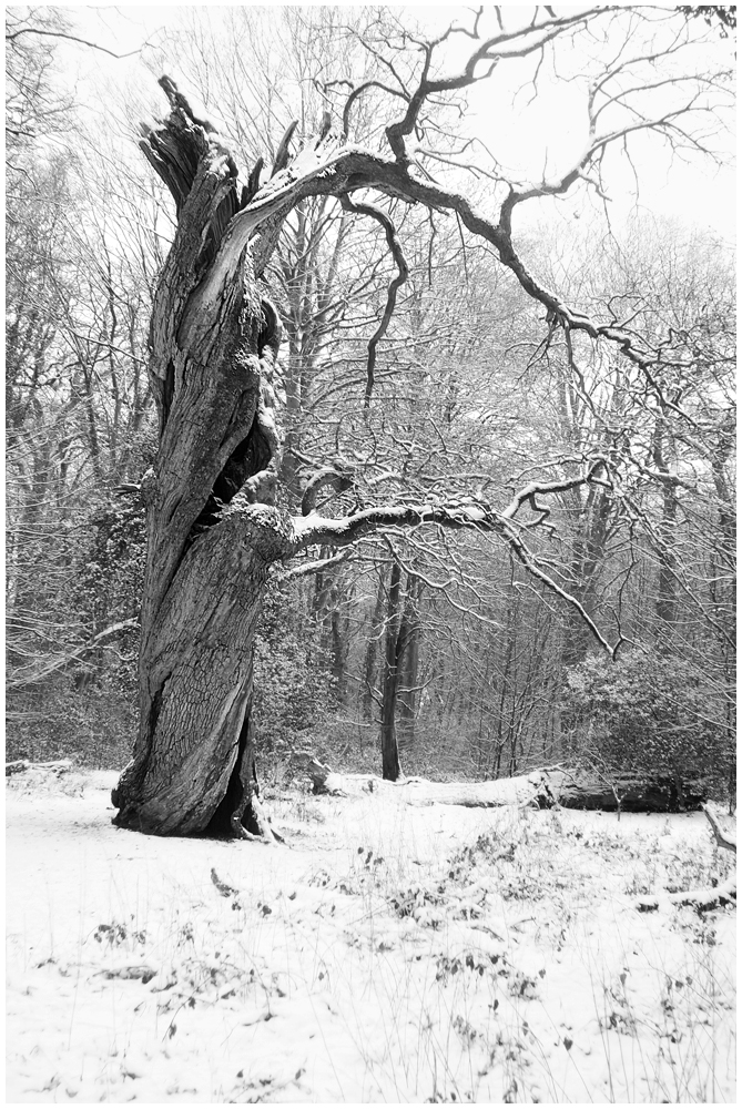 Mein Freund der Baum