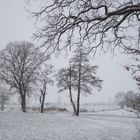 Mein Freund der Baum...