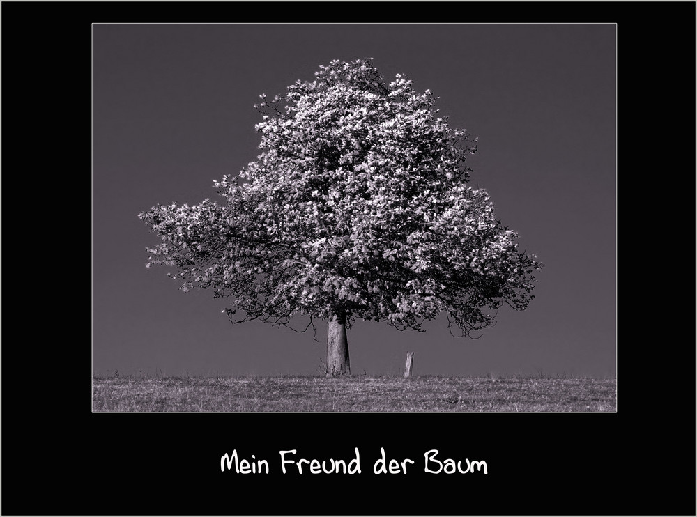 Mein Freund der Baum