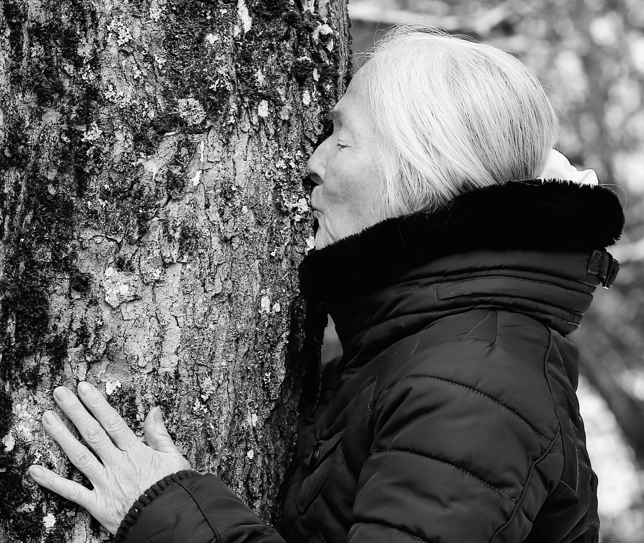 "Mein Freund der Baum"