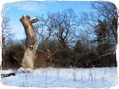 Mein Freund der Baum..........