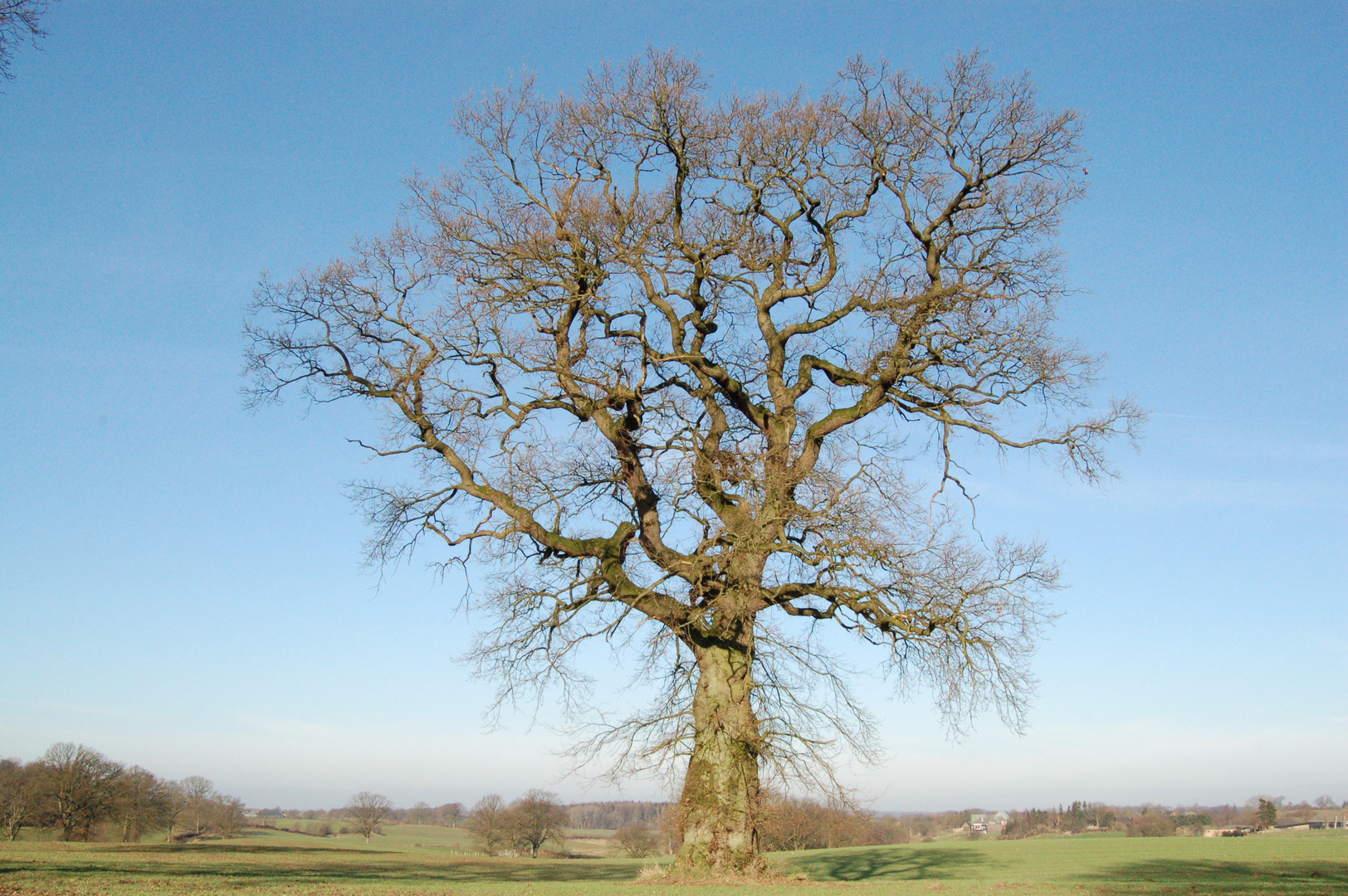 Mein Freund der Baum