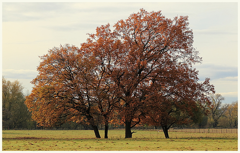 mein Freund der Baum...