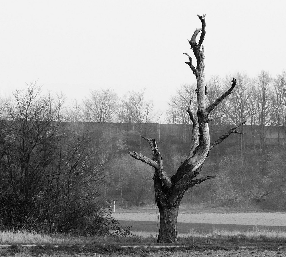 Mein Freund der Baum ...