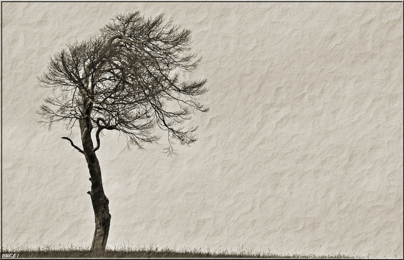 Mein Freund der Baum ...................................