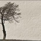 Mein Freund der Baum ...................................