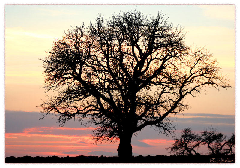 Mein Freund der Baum...