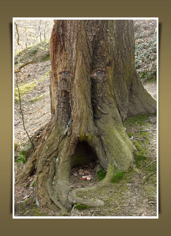 Mein Freund der Baum...