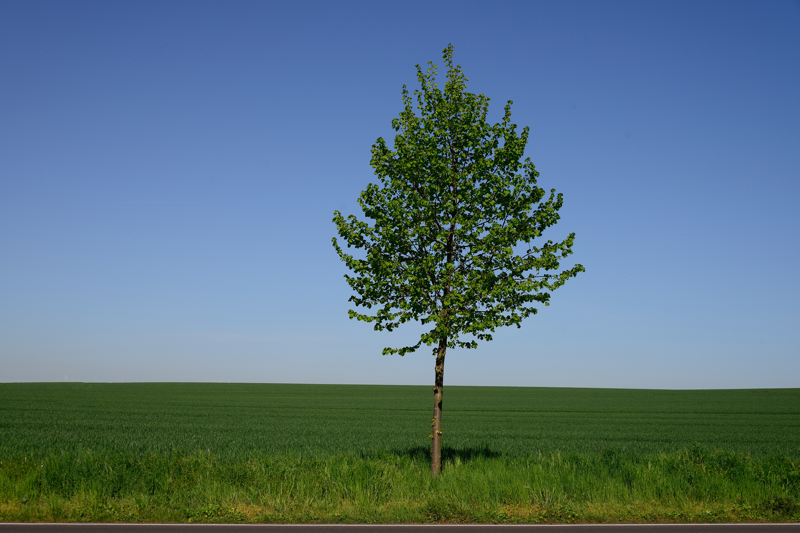 Mein Freund der Baum 