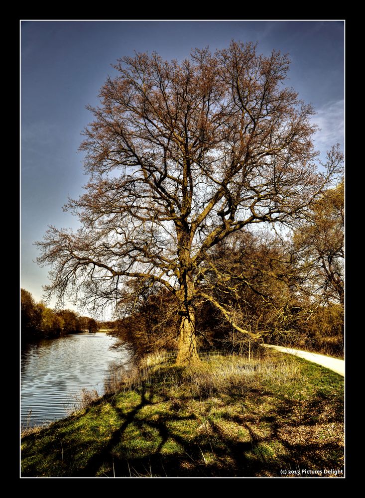 - Mein Freund, der Baum -