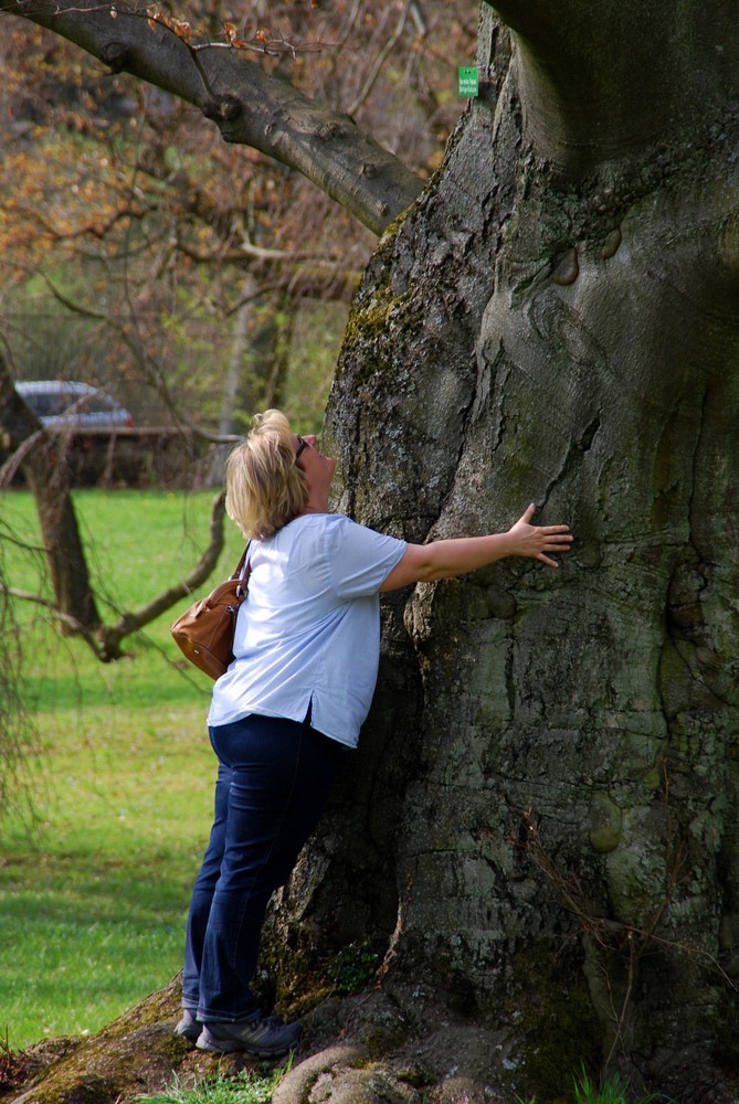 Mein Freund der Baum