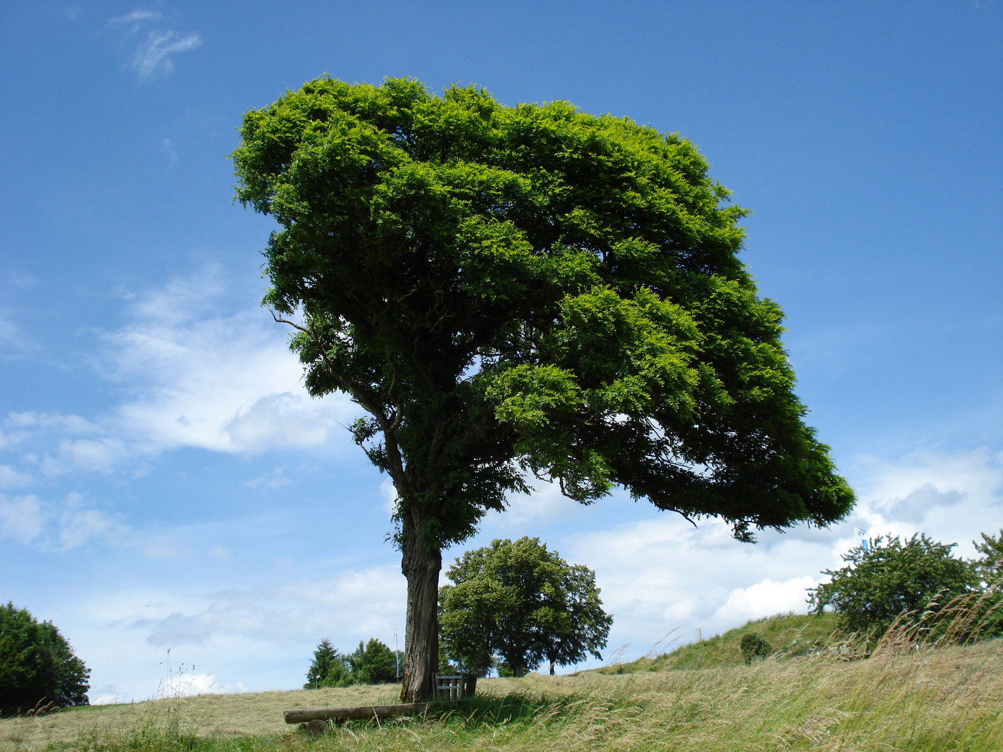 Mein Freund, der Baum ...