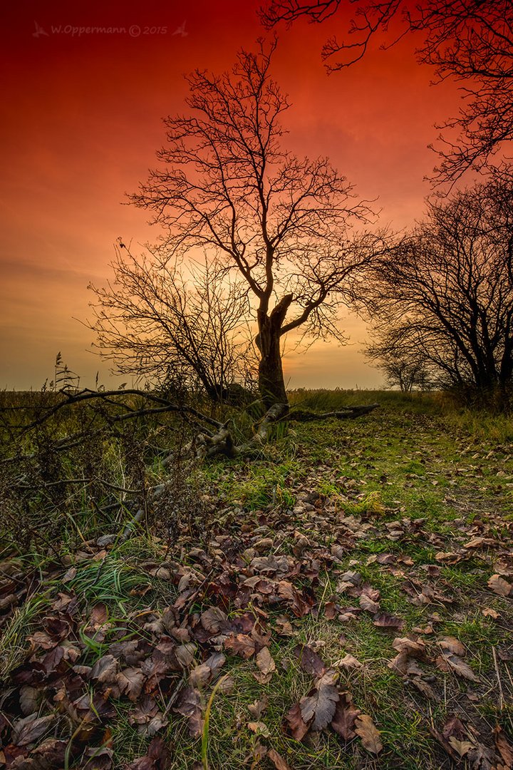 Mein Freund der Baum