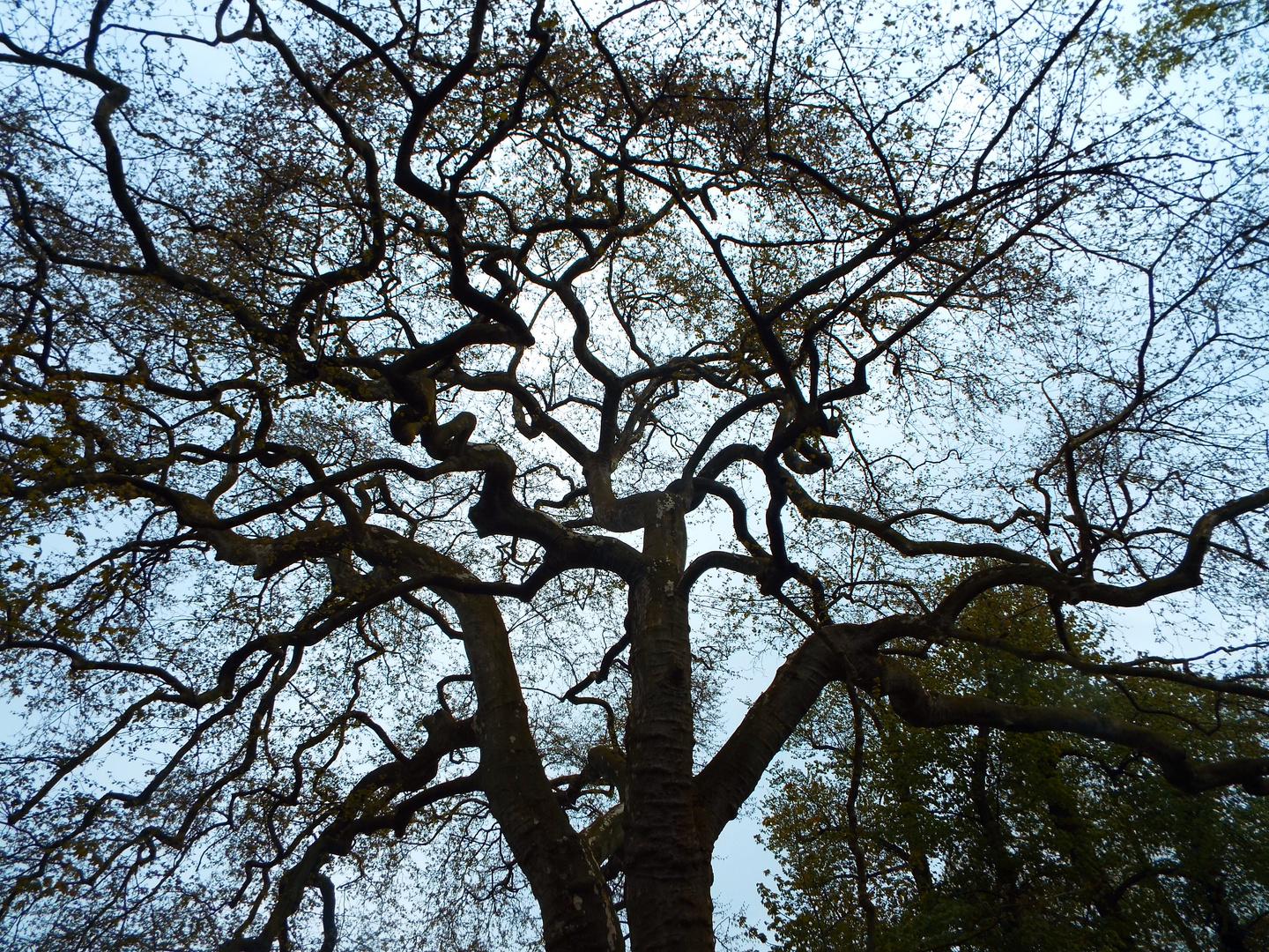 Mein Freund der Baum....