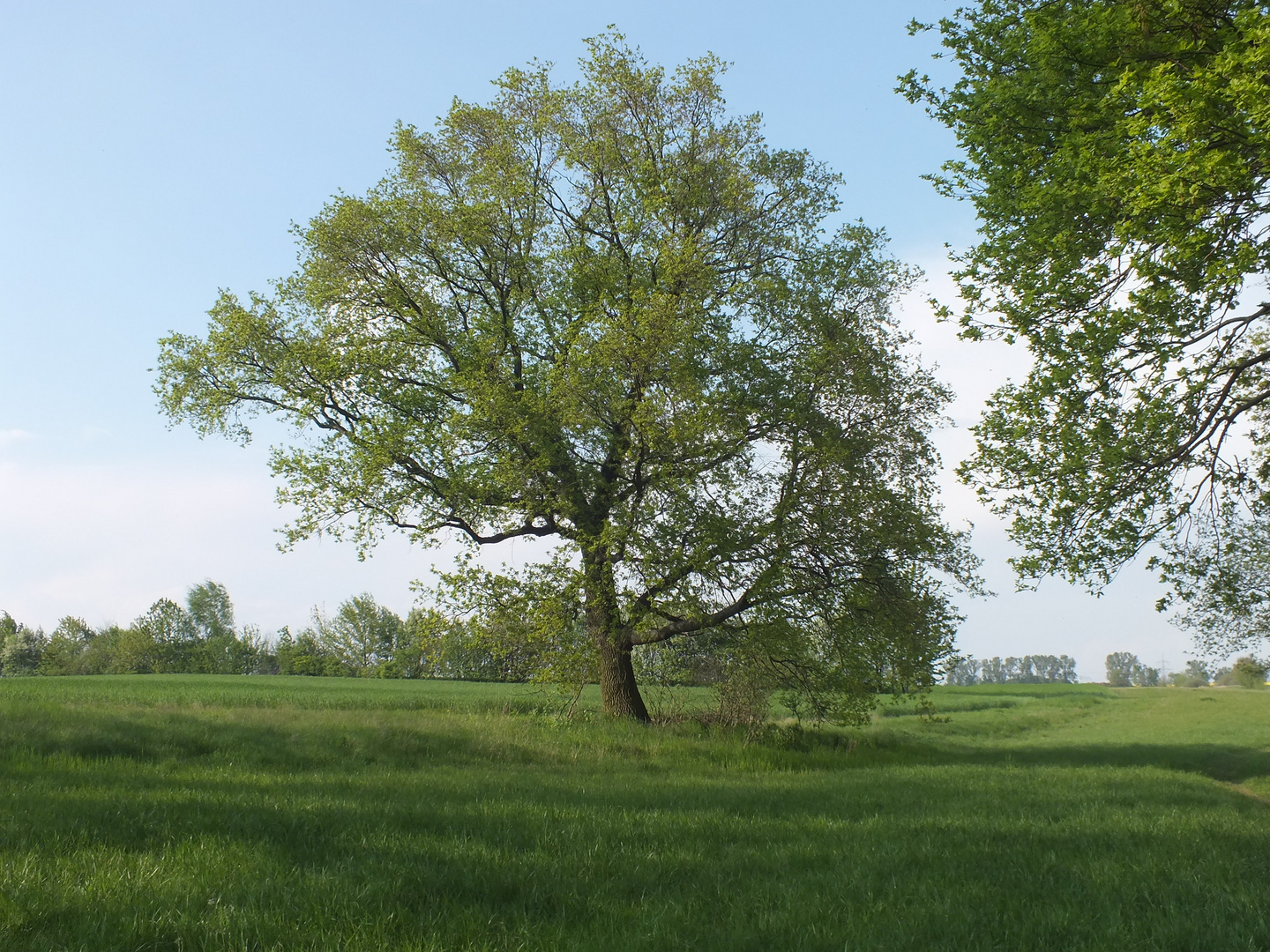 Mein Freund der Baum