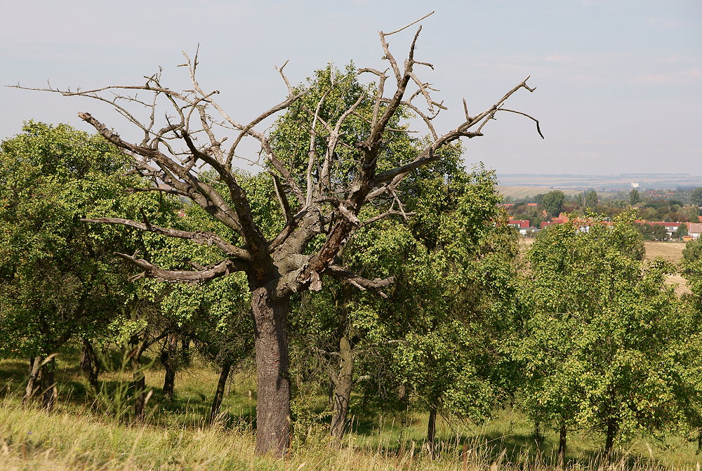 Mein Freund der Baum...