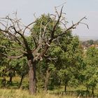 Mein Freund der Baum...