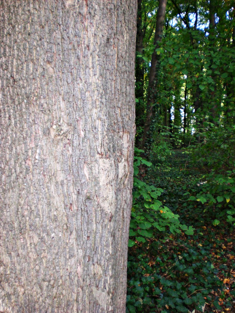 Mein Freund der Baum