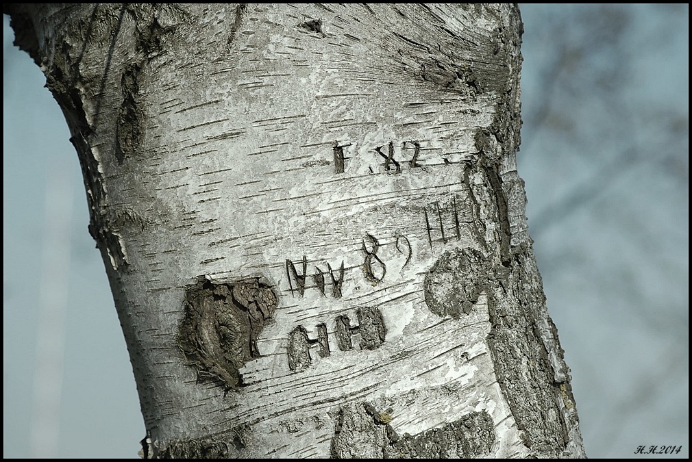 mein freund der baum ...den gibt es nicht mehr.