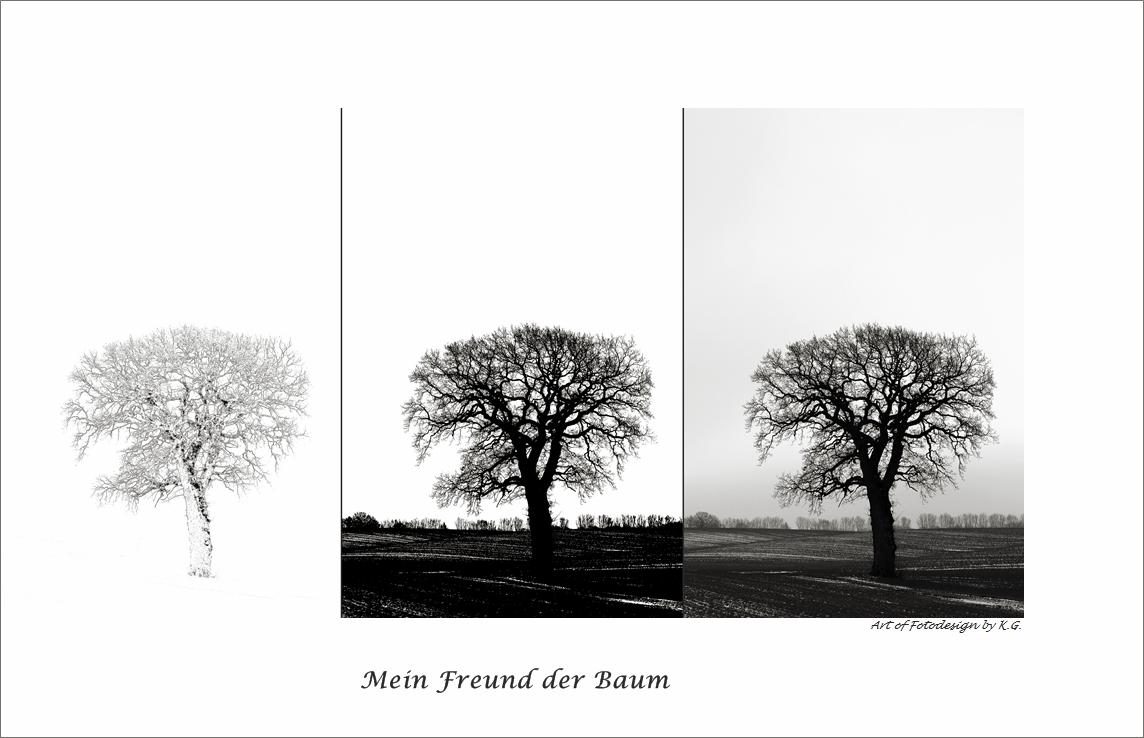 Mein Freund der Baum....