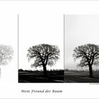 Mein Freund der Baum....