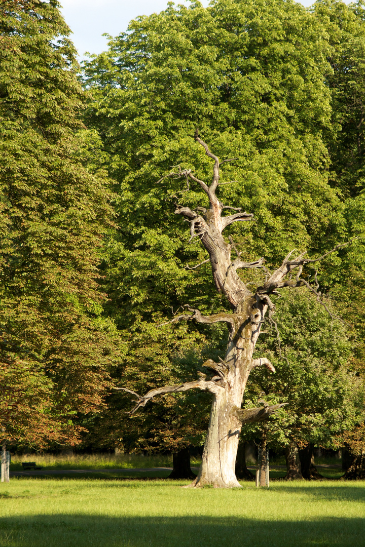 Mein Freund der Baum...