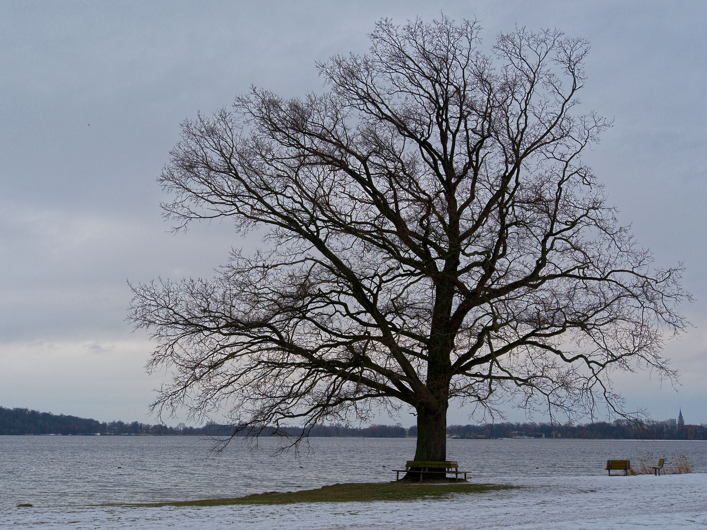 mein Freund der Baum 