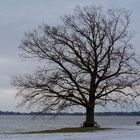 mein Freund der Baum 