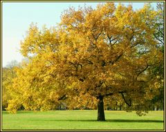 Mein Freund der Baum ...