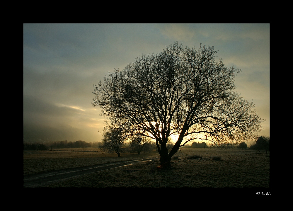 ~Mein Freund der Baum~