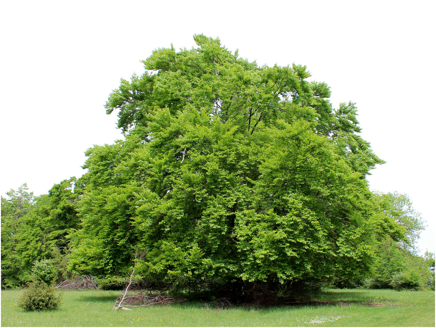 Mein Freund der Baum...